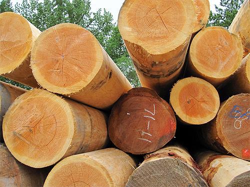 Zambian Companies Don t Have Adequate Capacity To Meet Pole Demand zambian-companies-don-t-have-adequate-capacity-to-meet-pole-demand