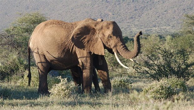 Businessman sues state over his $300,000 elephant ivory tusks – Zambia: News Diggers!