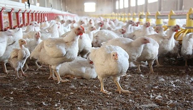PAZ notes drop in stock feed prices due to bumper harvest, Kwacha gains