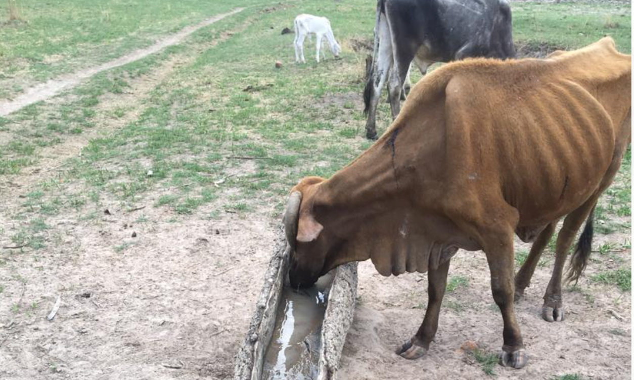 Govt suspends livestock imports from South Africa