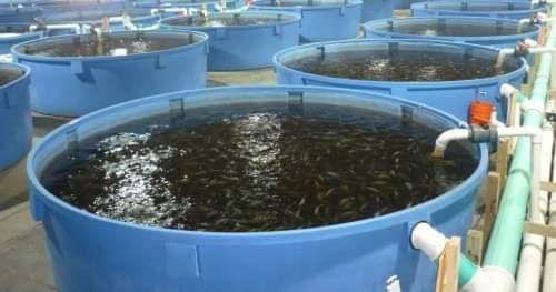 Fish farming can significantly reduce poverty levels within 2 years ...