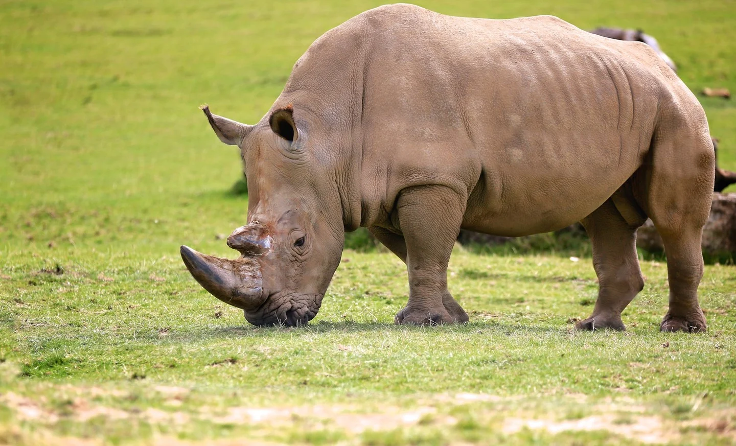 The southern white rhino and African Parks’ move to rewild it – Zambia ...