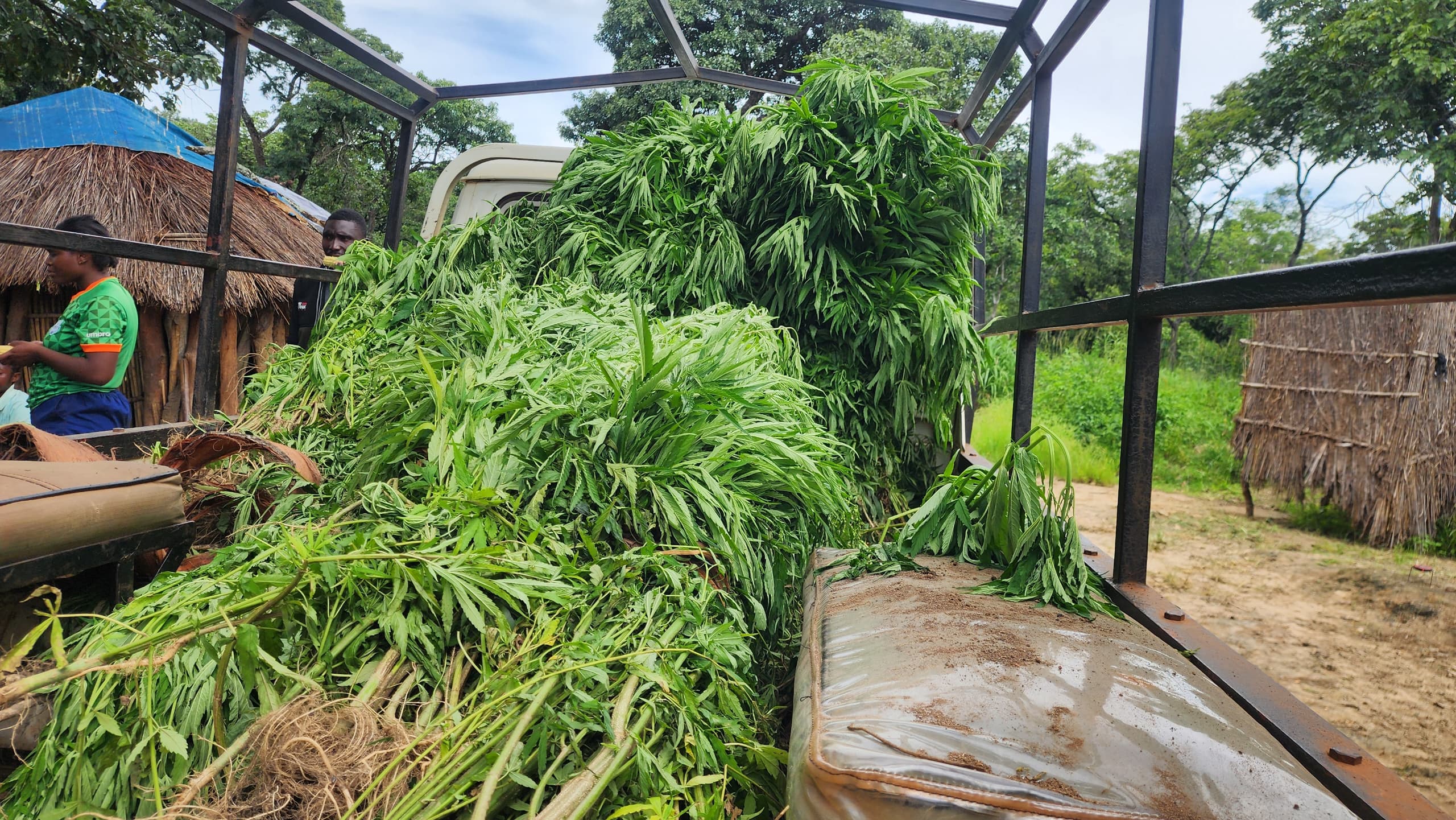 DEC nabs 6 cannabis traffickers