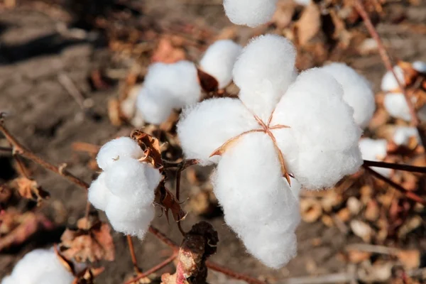 Cotton