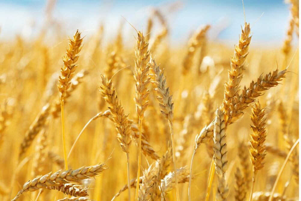 MAZ calls for suspension of duty on wheat imports
