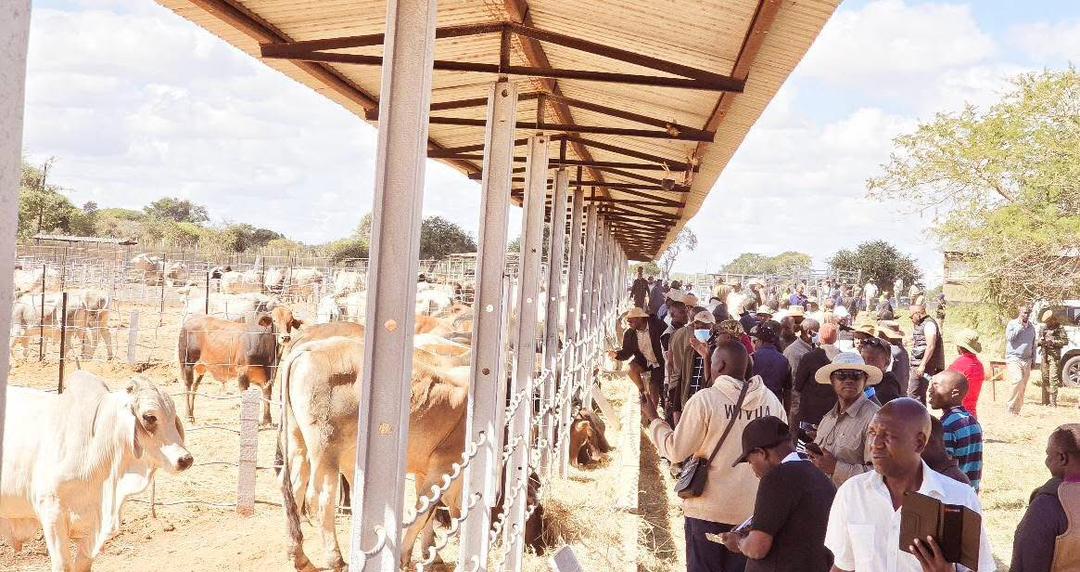 HH not obligated to pay taxes from bull auction – Mweetwa