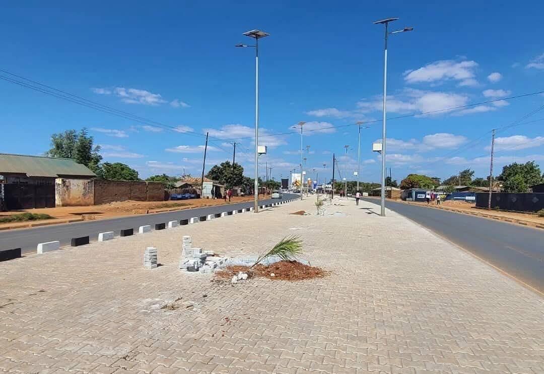 LCC to replace umbrella trees with palm trees to safeguard roads