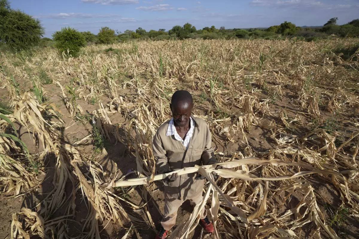 El Niño should push us towards crop diversification, water harvesting ...